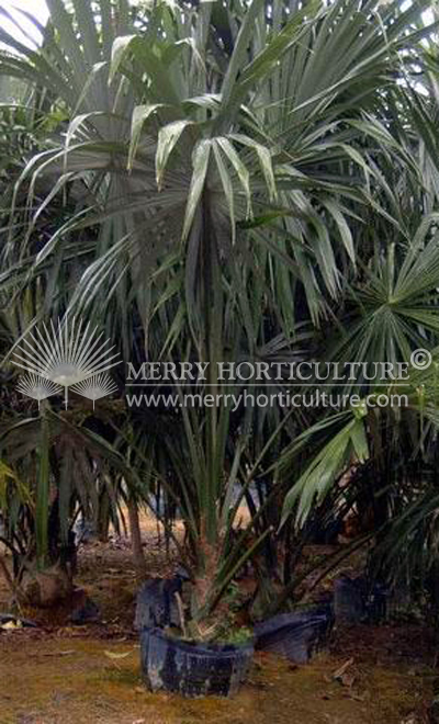 Borassodendron machadonis (Elephant Crying palm)